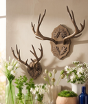 Cuernos De Pared Texas In