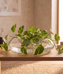 Bowl Vidrio Oval