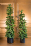 Árbol Navidad Norfolk