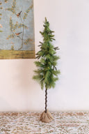 Árbol Pencil De Pino