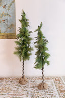 Árbol Pencil De Pino