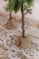 Árbol Pencil De Pino