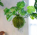 Planta Musgo Colgante