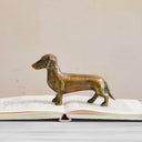 Perro Salchicha Julio