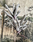 Flor Protea Grey x 2