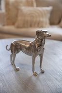 Galgo Enzo