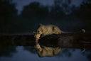Libro Mother A Tribute To Mother Earth