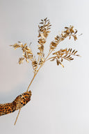 Rama De Laurel & Berry