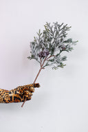 Rama Snowy Pine / Pinecone