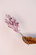 Rama Berries & White