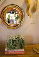 Tillandsia Natural Cacticola
